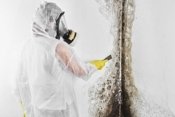 Professional Mold Remediation in Fayette, AL